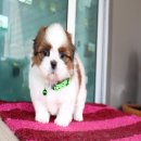 (ปิดการขาย)ด.ช.ตรุษจีน น่ารัก หล่อ มารคกิ้งสวย ตาโต