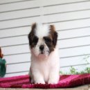 (ปิดการขาย)ด.ช.ฮ่องเต้ น่ารัก อ้วนกลม ขี้เล่น หายเหงาแน่นอนค่ะ