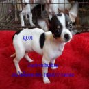 ^_^  ชิวาวาขนสั้น-ยาว พร้อมส่งค่ะ สนใจติดต่อ 085-1060317 Line ID: pair _luckchih...