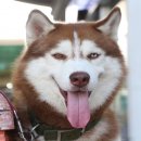 รับผสมพ่อพันธ์ไซบีเรียน โครงสร้างใหญ่ มี 3 สี