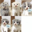 เปิดจอง **  Scottish fold ครึ่ง Persian