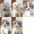 เปิดจอง **  Scottish fold ครึ่ง Persian