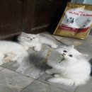 เปอร์เซียชินชิล่า 3หนุ่ม พร้อมย้ายบ้าน