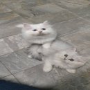 เปอร์เซียชินชิล่า 3หนุ่ม พร้อมย้ายบ้าน