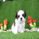 💖บ้านKibzaa💖 ด.ช.ไตเติ้ล เกรดสวย น่ารัก อ้วนเตี้ย มารคกิ้งสวย 