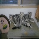 ลูกแมวพันธุ์อเมริกันช้อตแฮร์ พันธุ์แท้