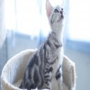 ขายเด็กชาย American Shorthair พันธุ์แท้ พร้อมย้ายบ้านค่ะ