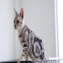 American Shorthair พันธุ์แท้ ลายชัด พร้อมย้ายบ้านค่ะ