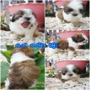 ด.ช.ออนิว ชิสุห์ุทอยแท้ เพศผู้ ตัวจิ๋ว หน้าแบ๊ว (พร้อมตรวจสุขภาพ+วัคซีนรวม 5 โรค...