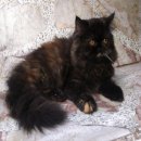 ลูกแมวเปอร์เซียแท้ๆ สวยๆ พร้อมย้ายบ้านค่ะ