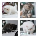 เปอร์เซียหน้าบี้ ราคาเบาๆครับ