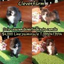 Sale ปอมเพศเมียจ๊ะ ลดราคาเหลือเพียง 4000 เท่านั้นนะคะ ติดต่อด่วนเลยจร้า