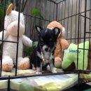 ชิวาวาขนยาว สีขาวดำมีคิ้วมีแก้ม น่ารัก ราคาเบาๆ