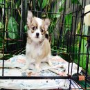 ชิวาวาขนยาว4,000฿