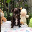 ชิวาวาขนยาวราคาถูก4,000฿