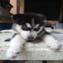 ไซบิเรียนแท้