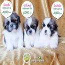 ShihTzuลูกชิสุห์ทอยแท้ผู้2เมีย1พร้อมรับไปนอนกอดได้แล้วมีบริการส่งนะจ้า