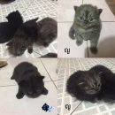 ลูกแมวเปอร์เซียเพศเมีย