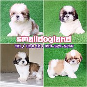 💥Smalldogland💥ลูกชิสุทอยแท้ทั้งผู้และเมีย👍ประกันสุขภาพมี...