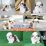 🐕ชิสุแท้คอกใหม่สวยจนต้องWoW💥ประกันสุขภาพรับบัตรเครดิตมีบริการจัด...