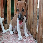 น้องแจ็คเพศเมียพร้อมย้ายบ้าน