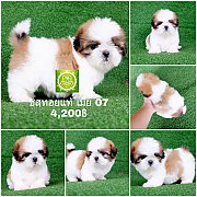 Shihtzu  ชิสุเพศเมีย 07