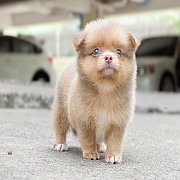 🐶ชิวาวา80%ผสมปอม20% น้องบรูไน หนุ่มหล่อ ขนแน่น ตัวเล็ก มีบริการส่งทั่วไท...