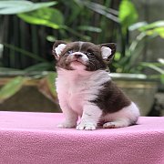 ชิวาวาขนยาว ราคาพิเศษ4,000วันนี้