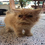 ลูกแมวเปอร์เซียแท้ หน้าบี้