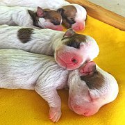 ขายสุนัขพันธุ์ แจ๊ครัสเซลส์ แท้