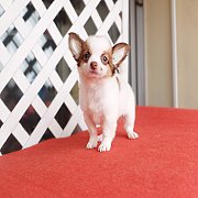 🐕ชิวาวาขนสั้น/ขนยาวพร้อมย้ายบ้าน​มีบริการ​ส่ง​ทั่ว​ไทย​รับประกัน​สุขภาพ​