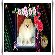  รับผสม พ่อพันปอมฯ สายเลือดดี สไตล์อเมริกา