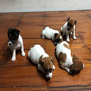 ขายลูกสุนัขแจ็ครัสเซลแท้ (ตัดหางแล้ว) พร้อมวัคซีน +ถ่ายพยาธิ