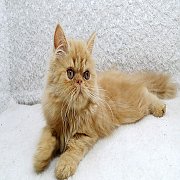 ขายแมวเปอร์เซีย สีเรดแท็บบี้ เพศผู้ 3 เดือน วัคซีนแล้ว