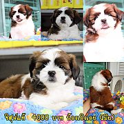 ชิสุแท้ 