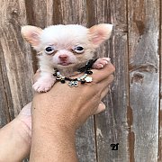 (จองแล้ว) ชิวาวา เพศผู้ สีขาว ครีม ขนยาว สุขภาพแข็งแรง อายุ 2 เดือน วัคซีนและถ่า...