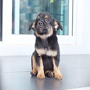 🐶ชิวาวาผสมปอม20%🐶ตัวเล็กน่ารักสุขภาพดีวัคซีนแล้วมีบริการส่งทั่วไ...