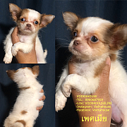 ชิวาวา เพศเมีย