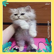***ขายแล้ว***ลูกแมวเปอร์เซียแท้