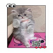 ***ขายแล้ว***ลูกแมวเปอร์เซียแท้