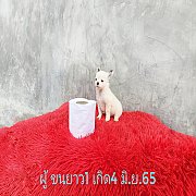 ชิวาวาขนสั้น ผู้ ขนยาว พร้อมย้ายบ้าน