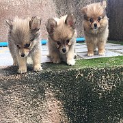ชิวาวาผสมปอม ไซร์ทอย