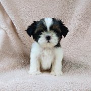 ชิสุแท้4500.-idline::happyshihtzu4289 มีเก็บปลายทาง