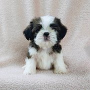 ชิสุแท้4500.-idline::happyshihtzu4289 มีเก็บปลายทาง