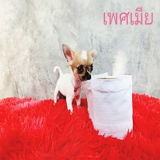 ชิวาวา ขนสั้น เพศเมีย ไซค์เล็ก