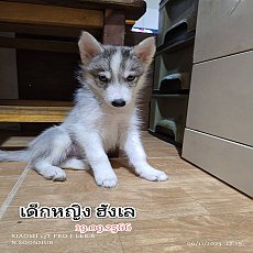 ไซบีเรีย 4 ตัว (เด็กชาย เด็กหญิง อายุ 3 เดือน) เตรียมหาบ้านใหม่ให้น้อง 