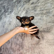 ชิวาวาขนยาว เพศเมีย พร้อมย้ายบ้าน