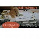 รับฝากเลี้ยงแมว Grand Children Cat Hotel รามคำแหง 68