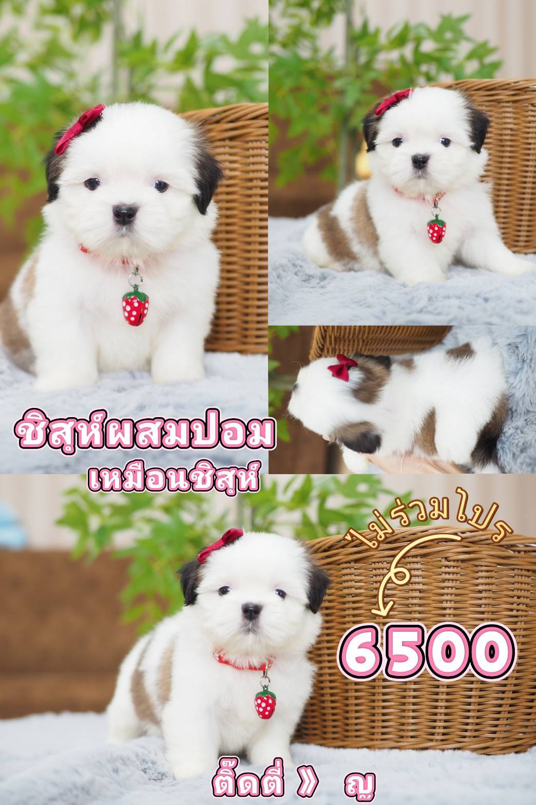 Shihtzu  6500