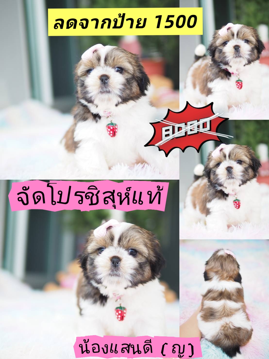 ชิสุห์แท้ 6500